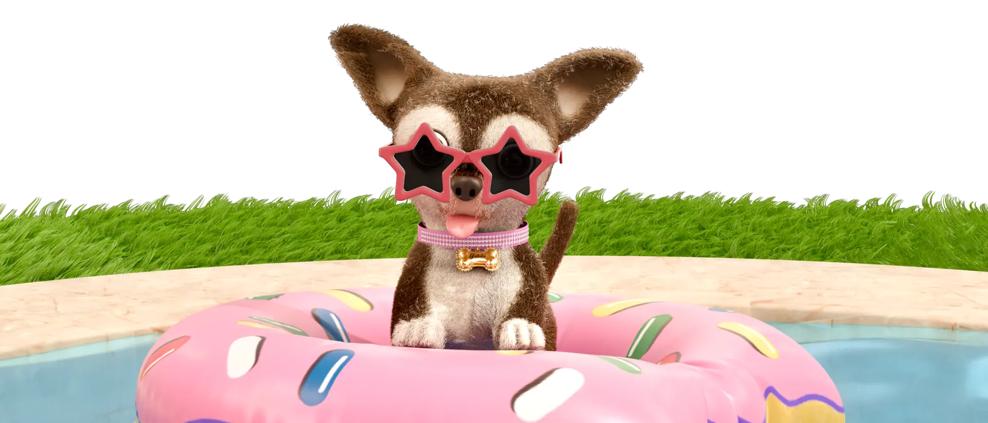 Chihuahua de óculos de estrela numa boia de donut na piscina