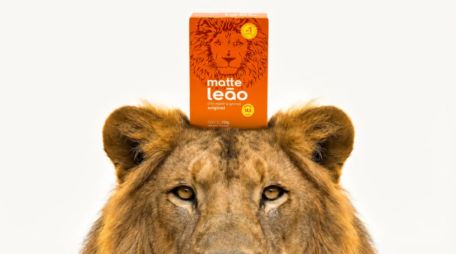 Caixa de Matte Leão sobre a cabeça de um leão